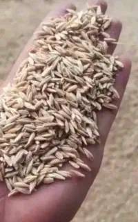 جو کاشته شده