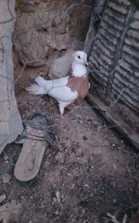 طوقی لنده