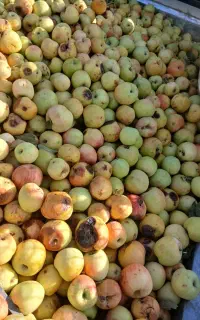 سیب زیر درختی شما را خریدارم