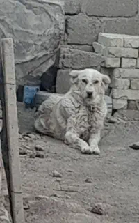 واگذاری سگ لاس