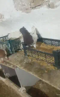 یک جفت کله فروشی