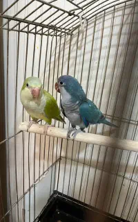 جفت راهب ۷ ماهه