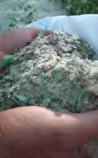 خریدار گزو و دوشاو گزو هستم از 100 کیلو تا 10 تن