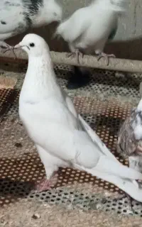 کبوتر پرشی وشهرستانی