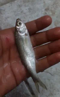 فروش طعمه ماهیگیری