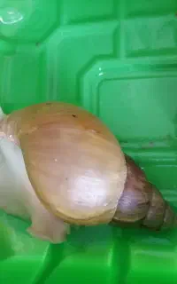 حلزون