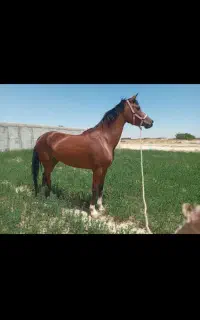 مادیان خالص عرب