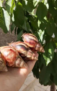 معاوضه حلزون آچاتینا با آلبینو