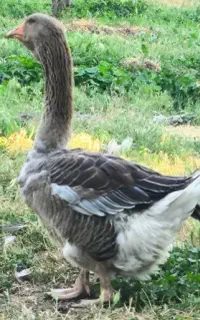 غاز تولوز فرانسه
