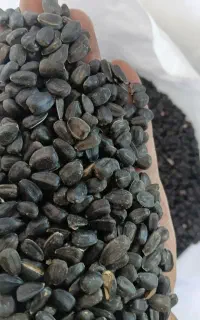 تخمه مشکی