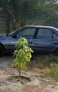 پژو ۴۰۵ صفر ۹۸