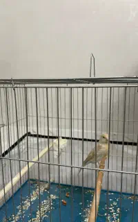 قناری ماده