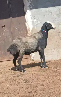 قوچ ۲ساله  اصیل شال