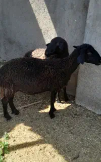 دو عدد میش آبستن