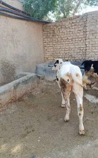 گوساله ماده