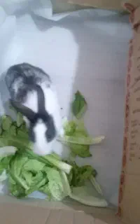 خرگوش