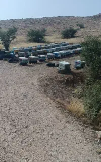 فروش کندو عسل