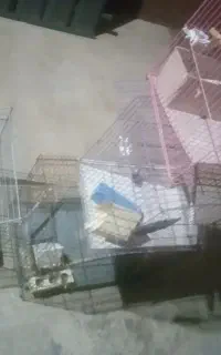 قفس پرنده