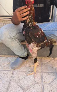 خروس لاری