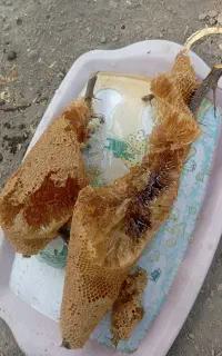 عسل وحشی صدرصد ارگانیک درختی