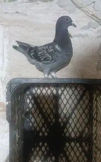 جوجه مصافتی