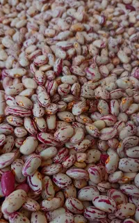 لوبیا چیتی