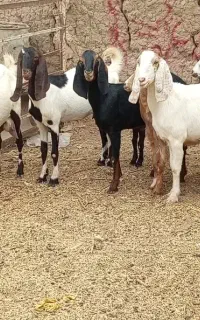بز پاکستانی جنس ناب بی نظیر