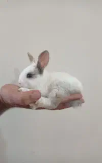 بچه خرگوش