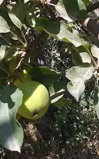 سیب ملس و شیرین