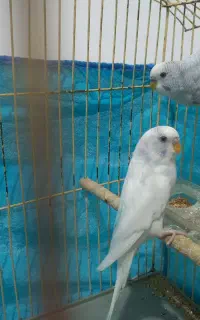 مرغ عشق