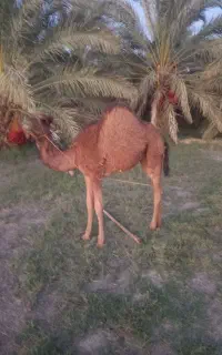 شتر محلی