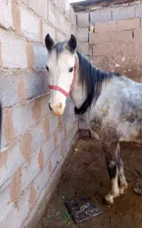 اسب مادیان