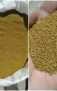 بذر یونجه قدبلند