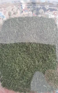 سبزی خورشتی با شوید ونعنا برا خوش کردن کسی خواست