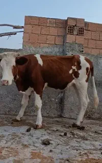 گاو سه ماه آبستن