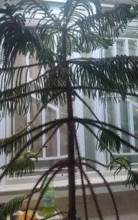 گل مطبق