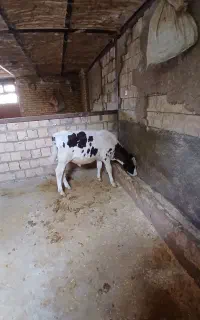 سه راس  گوساله نر و ماده