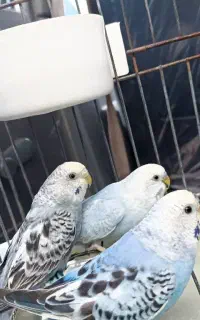 مرغ عشق دوتا ماده و یک نر