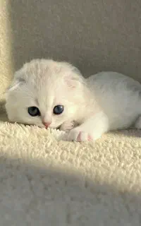 اسکاتیش لانگهیر دختر