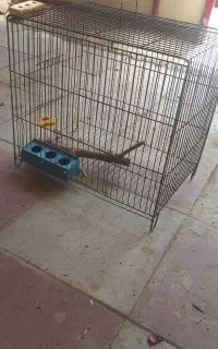 پرنده