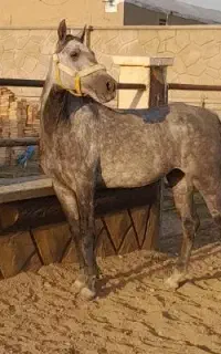 مادیان ۴ ساله