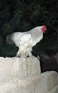 بوقلمون واروک جوجه خروس مرغ خروس برهما گلین ابریشم