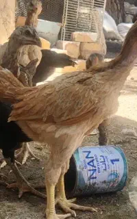جوجه لاری اصیل