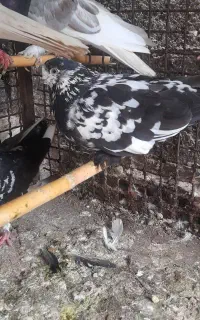 کبوتر