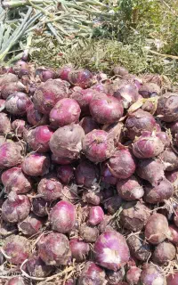 پیاز قرمز