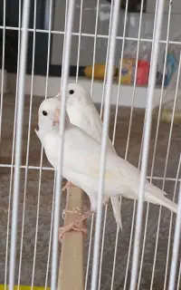 جوجه قناری