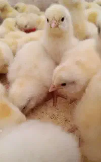جوجه گلپایگان