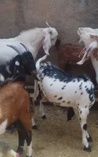 بزغاله چاق