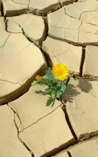 گندم بذری رقم تکتاز بوجار شده