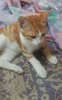 گربه نارنجی پسر
